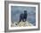 Black Panther-DLILLC-Framed Photographic Print