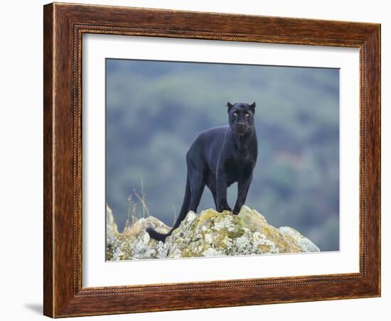 Black Panther-DLILLC-Framed Photographic Print