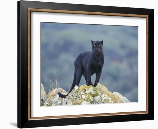 Black Panther-DLILLC-Framed Photographic Print