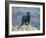 Black Panther-DLILLC-Framed Photographic Print