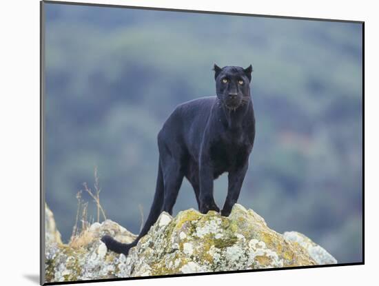Black Panther-DLILLC-Mounted Photographic Print