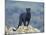 Black Panther-DLILLC-Mounted Photographic Print