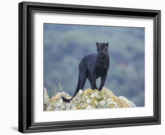 Black Panther-DLILLC-Framed Photographic Print