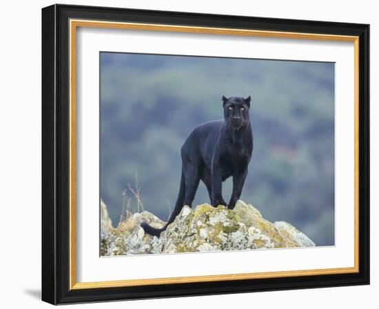 Black Panther-DLILLC-Framed Photographic Print