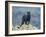 Black Panther-DLILLC-Framed Photographic Print