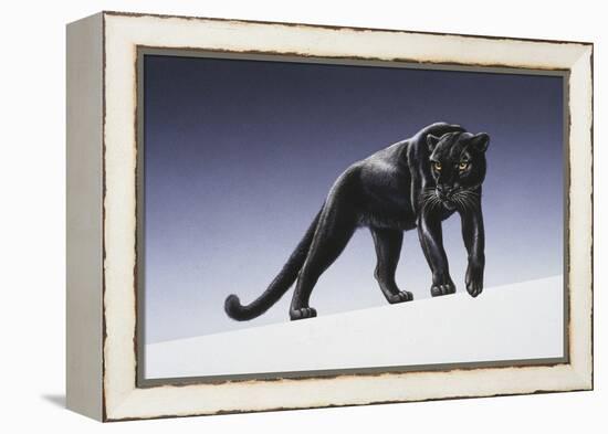 Black Panther-Harro Maass-Framed Premier Image Canvas