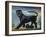 Black Panther-Ikahl Beckford-Framed Giclee Print