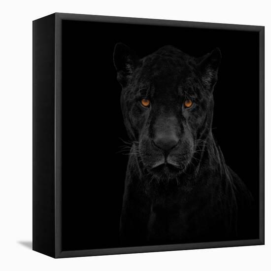 Black Panther-Mathilde Guillemot-Framed Premier Image Canvas