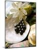 Black Pearl Farming at Hinano Pearl Farm, Fakarava, Tuamotus, French Polynesia-Michele Westmorland-Mounted Photographic Print