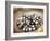 Black Pearl Farming at Hinano Pearl Farm, Fakarava, Tuamotus, French Polynesia-Michele Westmorland-Framed Photographic Print