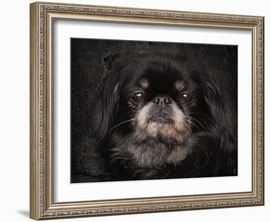 Black Pekingese Portrait-Jai Johnson-Framed Giclee Print