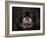 Black Pekingese Portrait-Jai Johnson-Framed Giclee Print