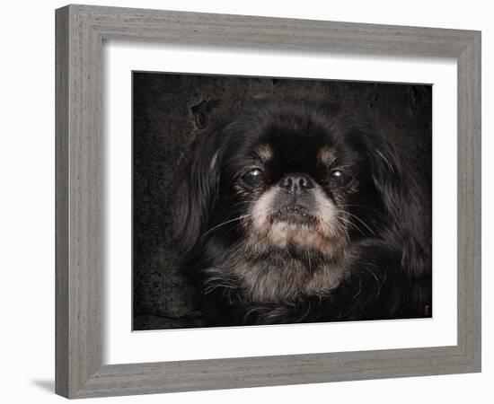 Black Pekingese Portrait-Jai Johnson-Framed Giclee Print