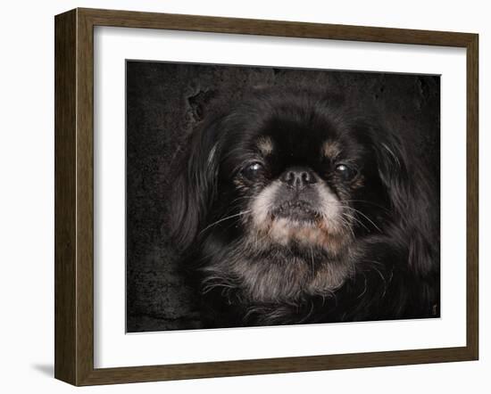 Black Pekingese Portrait-Jai Johnson-Framed Giclee Print