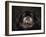 Black Pekingese Portrait-Jai Johnson-Framed Giclee Print