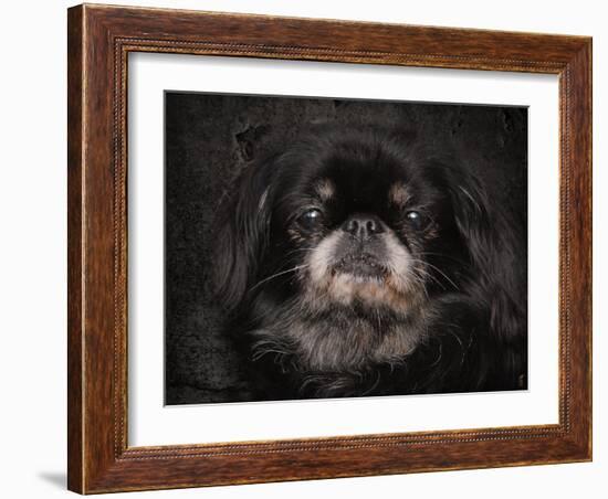 Black Pekingese Portrait-Jai Johnson-Framed Giclee Print