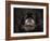 Black Pekingese Portrait-Jai Johnson-Framed Giclee Print