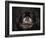 Black Pekingese Portrait-Jai Johnson-Framed Giclee Print