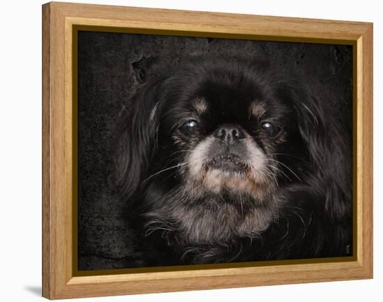 Black Pekingese Portrait-Jai Johnson-Framed Premier Image Canvas