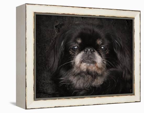 Black Pekingese Portrait-Jai Johnson-Framed Premier Image Canvas