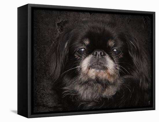 Black Pekingese Portrait-Jai Johnson-Framed Premier Image Canvas