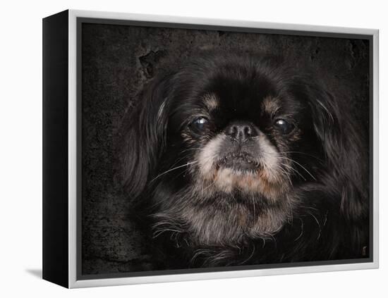 Black Pekingese Portrait-Jai Johnson-Framed Premier Image Canvas