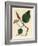 Black Pepper, Piper Nigrum-James Sowerby-Framed Giclee Print