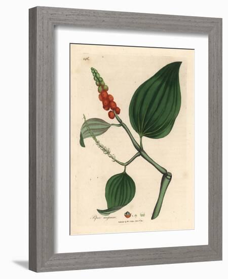 Black Pepper, Piper Nigrum-James Sowerby-Framed Giclee Print