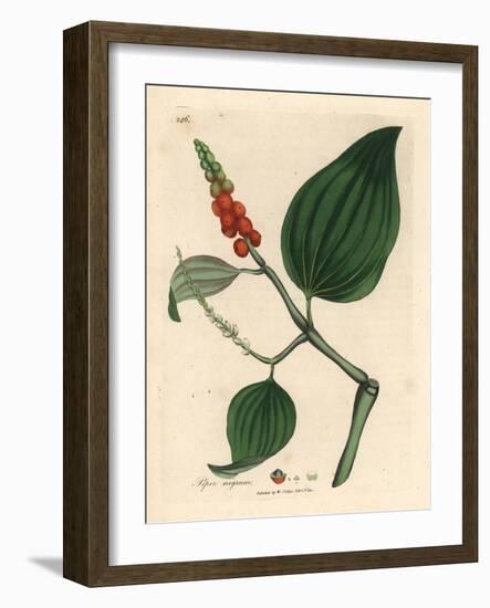 Black Pepper, Piper Nigrum-James Sowerby-Framed Giclee Print