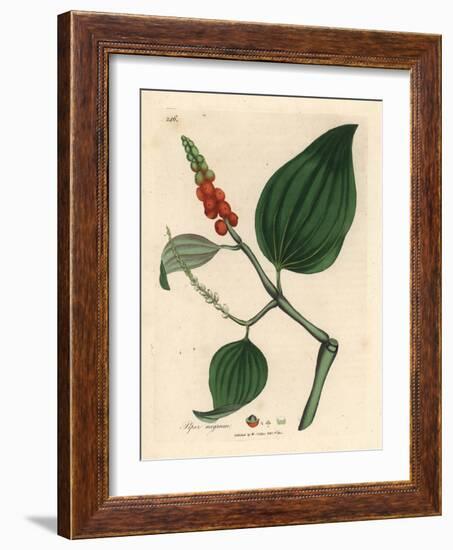 Black Pepper, Piper Nigrum-James Sowerby-Framed Giclee Print