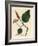 Black Pepper, Piper Nigrum-James Sowerby-Framed Giclee Print