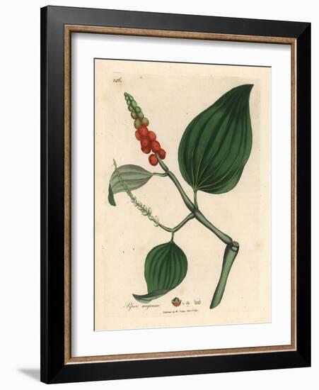 Black Pepper, Piper Nigrum-James Sowerby-Framed Giclee Print