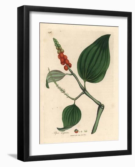 Black Pepper, Piper Nigrum-James Sowerby-Framed Giclee Print