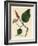 Black Pepper, Piper Nigrum-James Sowerby-Framed Giclee Print