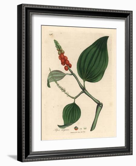 Black Pepper, Piper Nigrum-James Sowerby-Framed Giclee Print