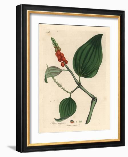 Black Pepper, Piper Nigrum-James Sowerby-Framed Giclee Print