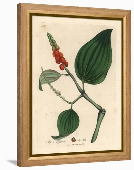 Black Pepper, Piper Nigrum-James Sowerby-Framed Premier Image Canvas