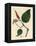 Black Pepper, Piper Nigrum-James Sowerby-Framed Premier Image Canvas