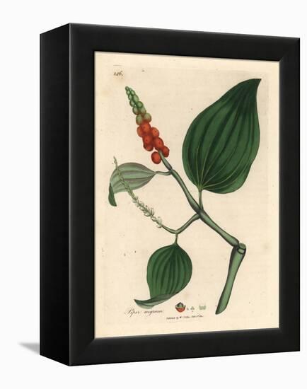 Black Pepper, Piper Nigrum-James Sowerby-Framed Premier Image Canvas