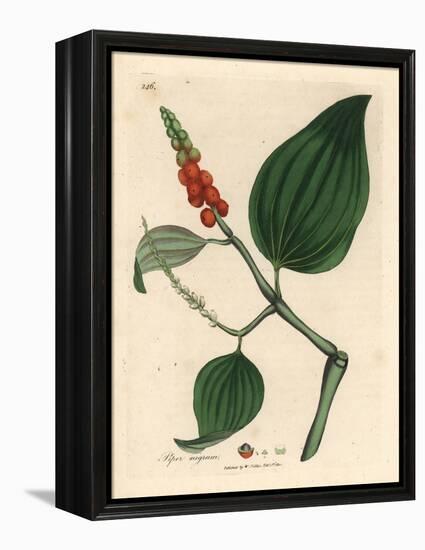 Black Pepper, Piper Nigrum-James Sowerby-Framed Premier Image Canvas