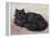 Black Persian Cat-null-Framed Stretched Canvas