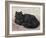 Black Persian Cat-null-Framed Art Print