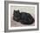 Black Persian Cat-null-Framed Art Print