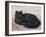 Black Persian Cat-null-Framed Art Print