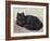 Black Persian Cat-null-Framed Art Print