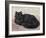 Black Persian Cat-null-Framed Art Print