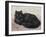 Black Persian Cat-null-Framed Art Print