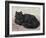 Black Persian Cat-null-Framed Art Print