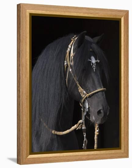 Black Peruvian Paso Stallion in Traditional Peruvian Bridle, Sante Fe, New Mexico, USA-Carol Walker-Framed Premier Image Canvas