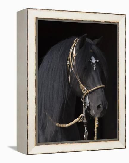 Black Peruvian Paso Stallion in Traditional Peruvian Bridle, Sante Fe, New Mexico, USA-Carol Walker-Framed Premier Image Canvas